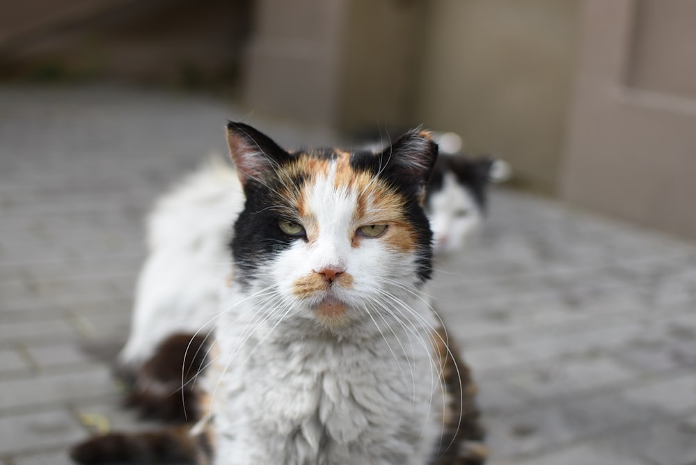 a cat with a kitten on its back