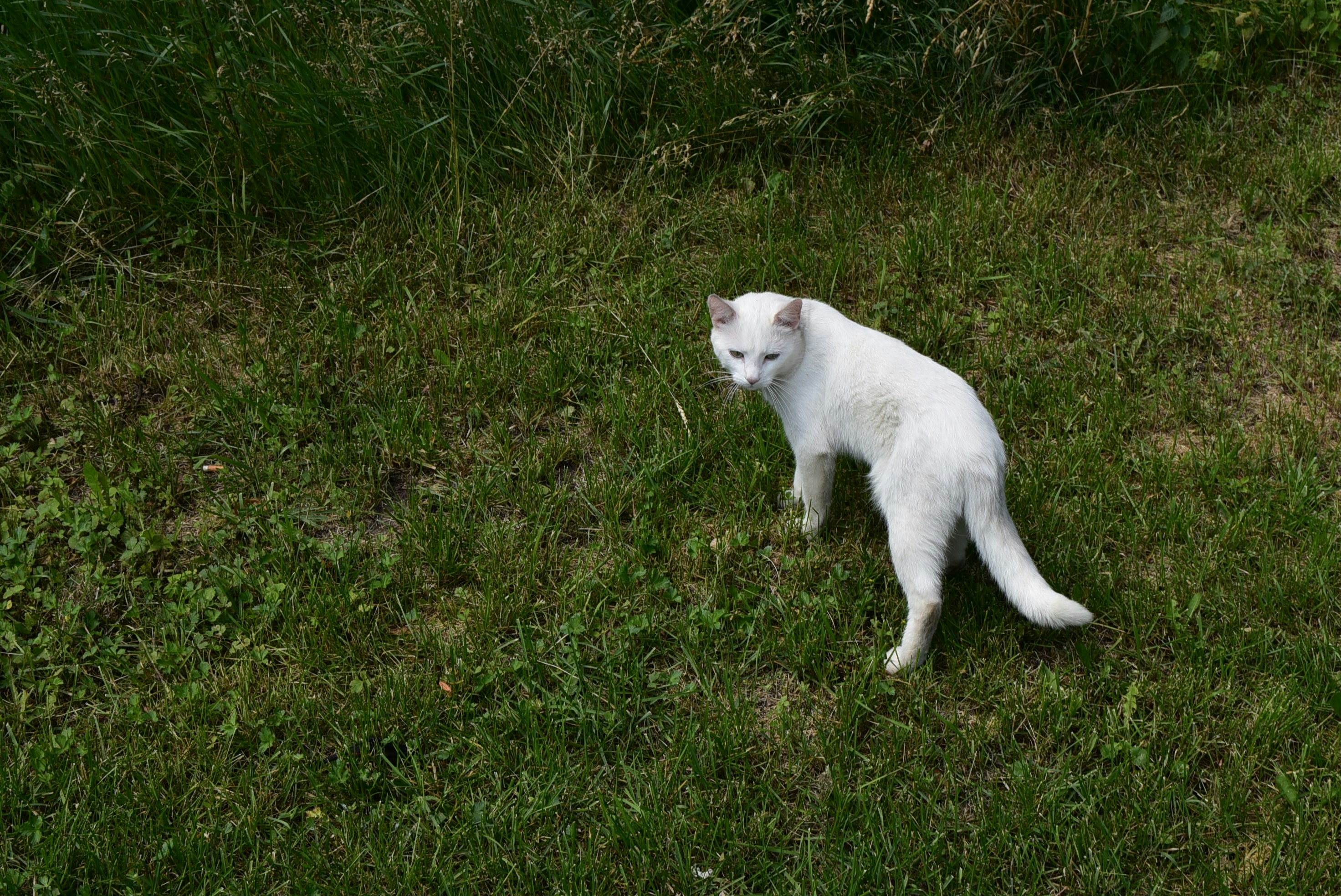 Cat Grass and Edible Plants: A Taste of the Wild (image credits: unsplash)