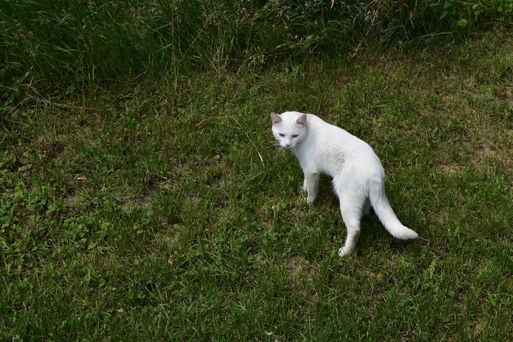 a cat walking in the grass