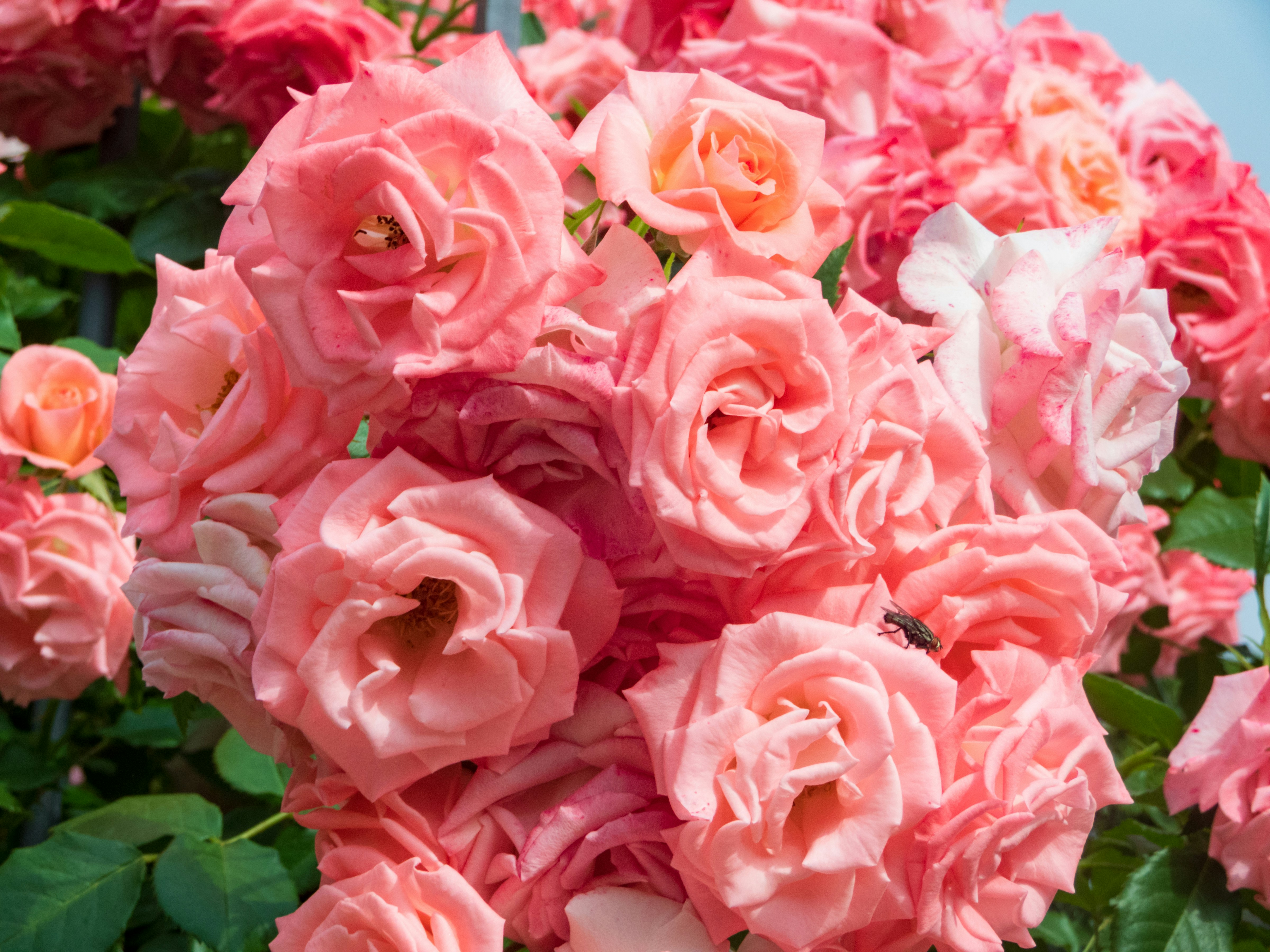 Photo by heppoko_yama