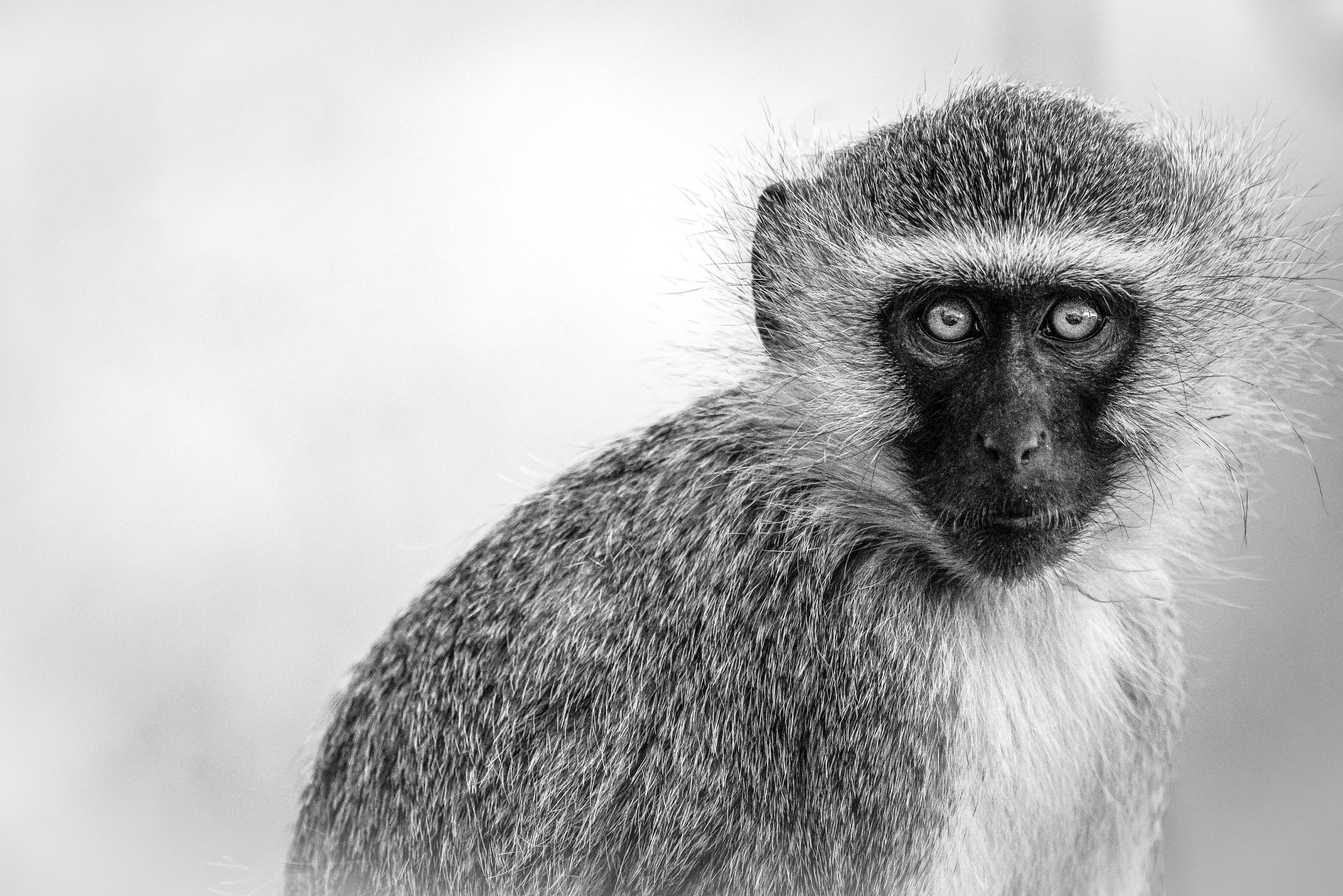 a monkey looking at the camera