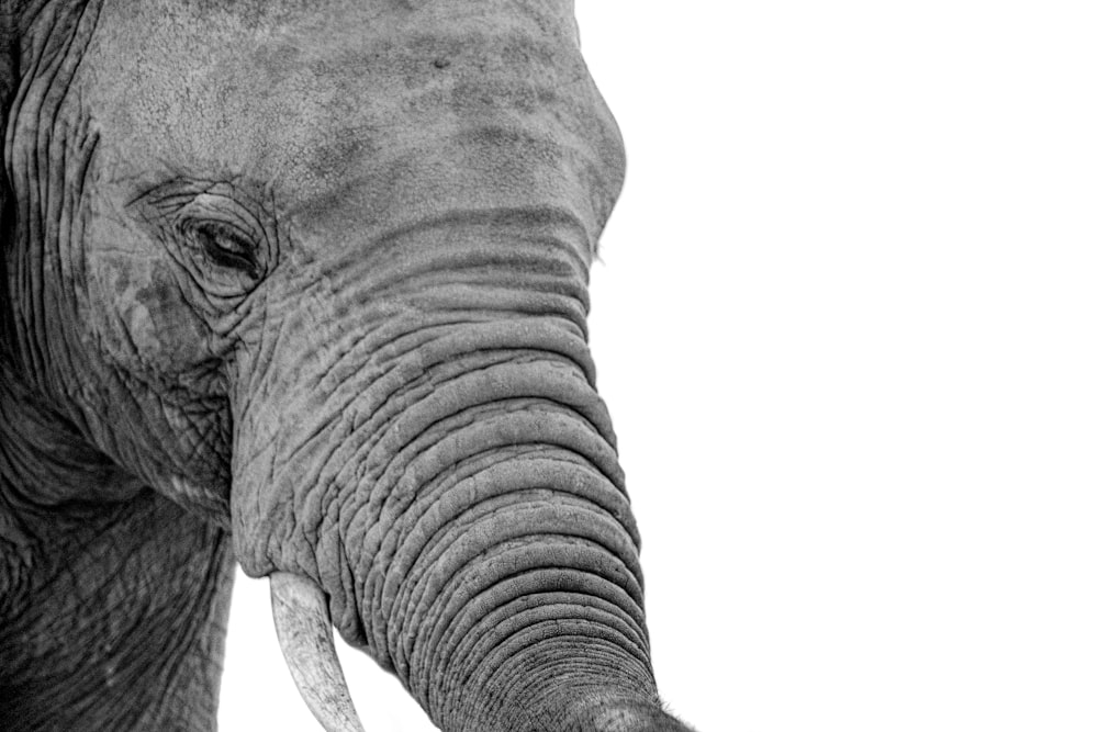 Un éléphant avec sa trompe relevée