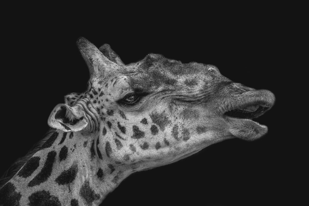 une girafe avec la gueule ouverte