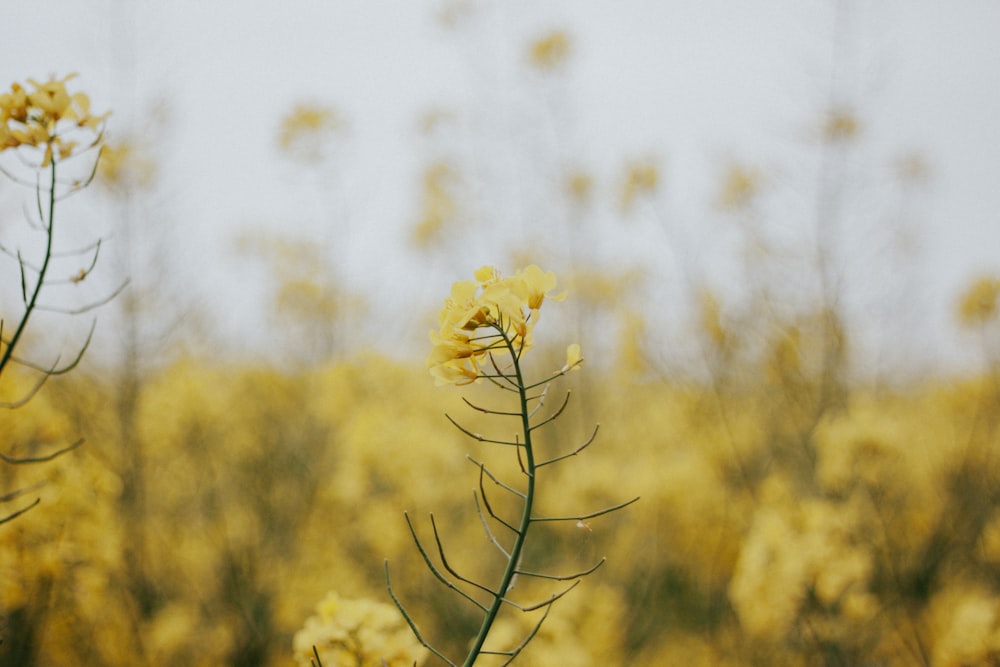 a close-up of a plant