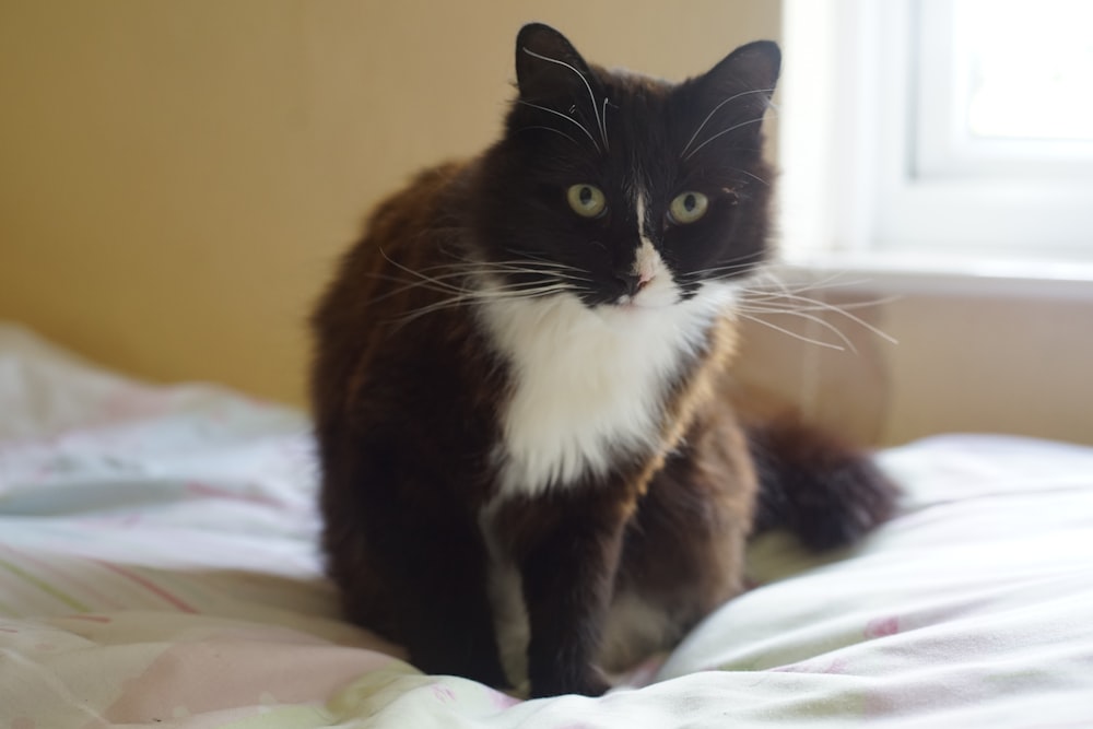 a black and white cat sitting on a bed