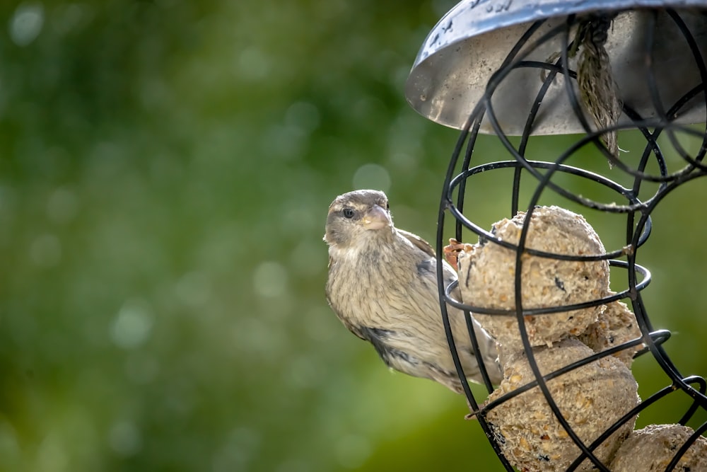 a bird on a bird feeder