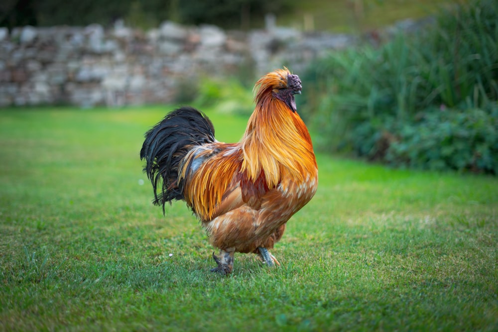 a rooster walking on grass