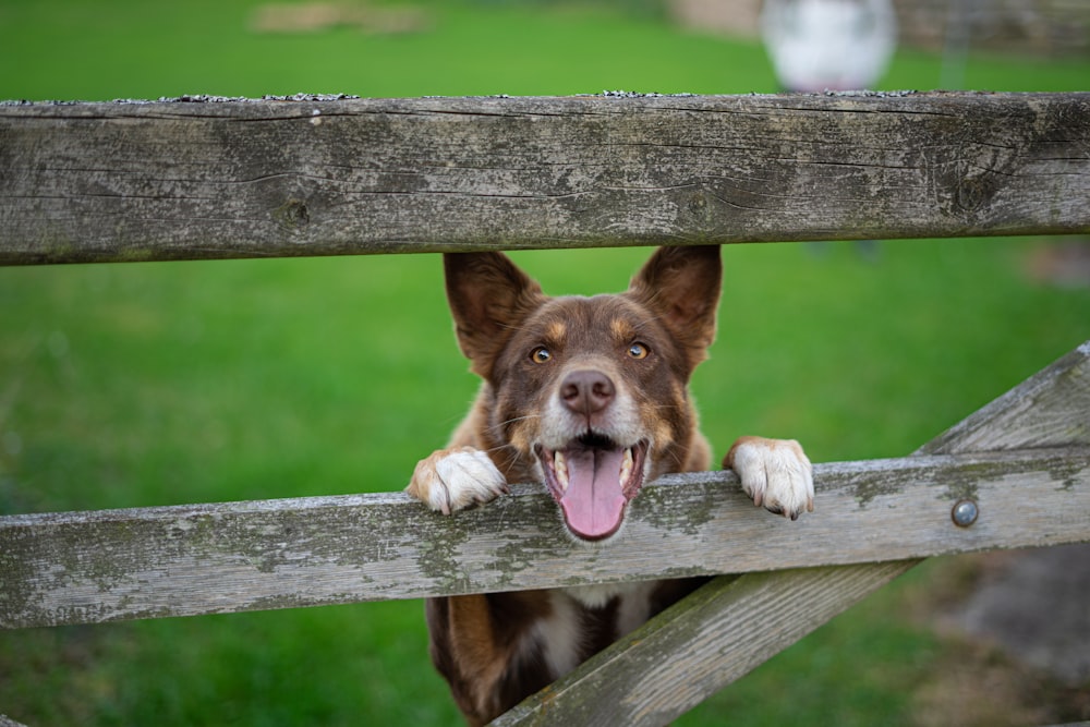 a dog lying on a wooden fence