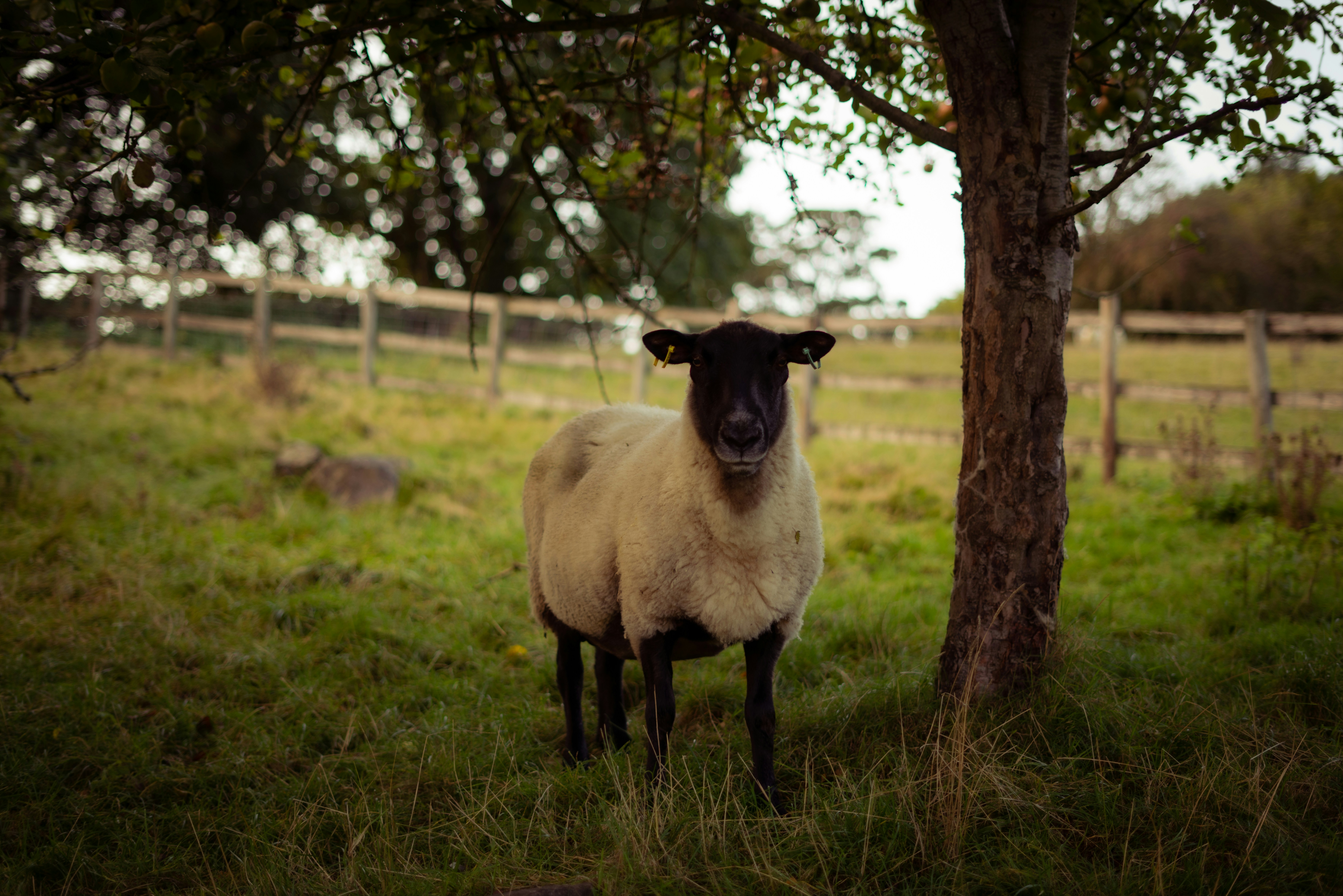 Brown field sheep