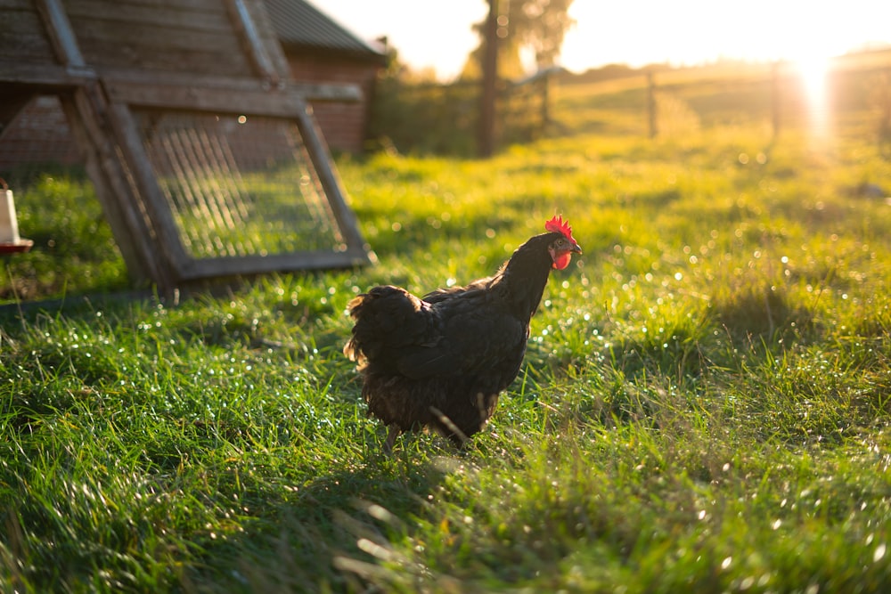 a chicken in a grassy area