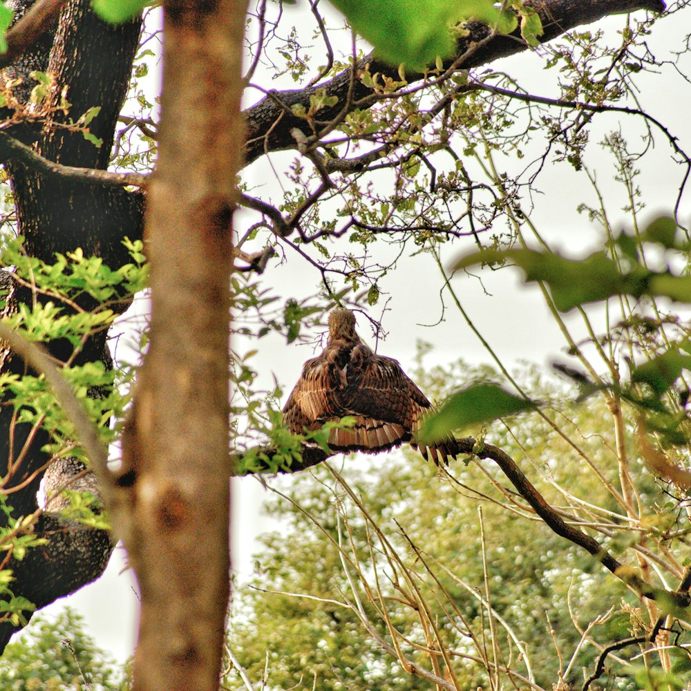 a bird in a tree