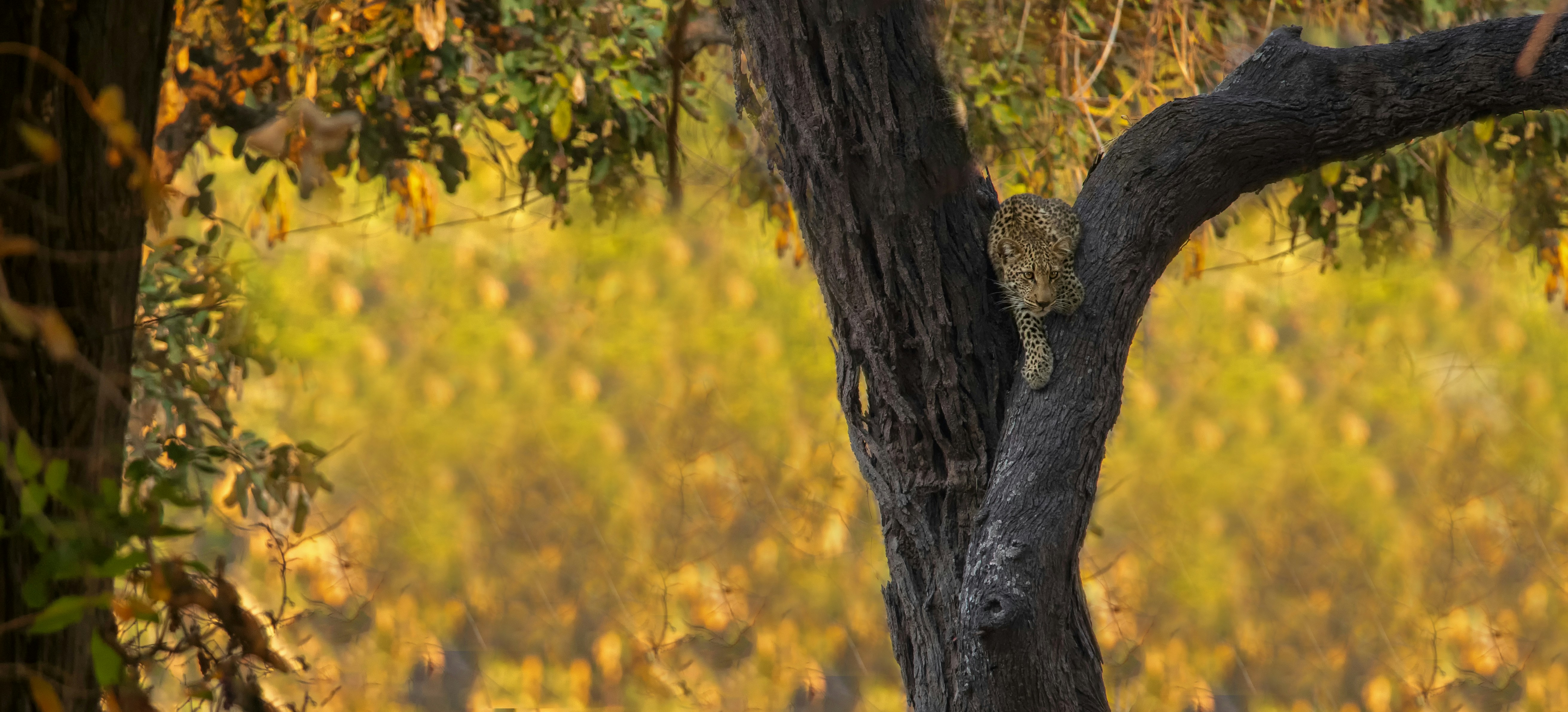 a koala bear on a tree