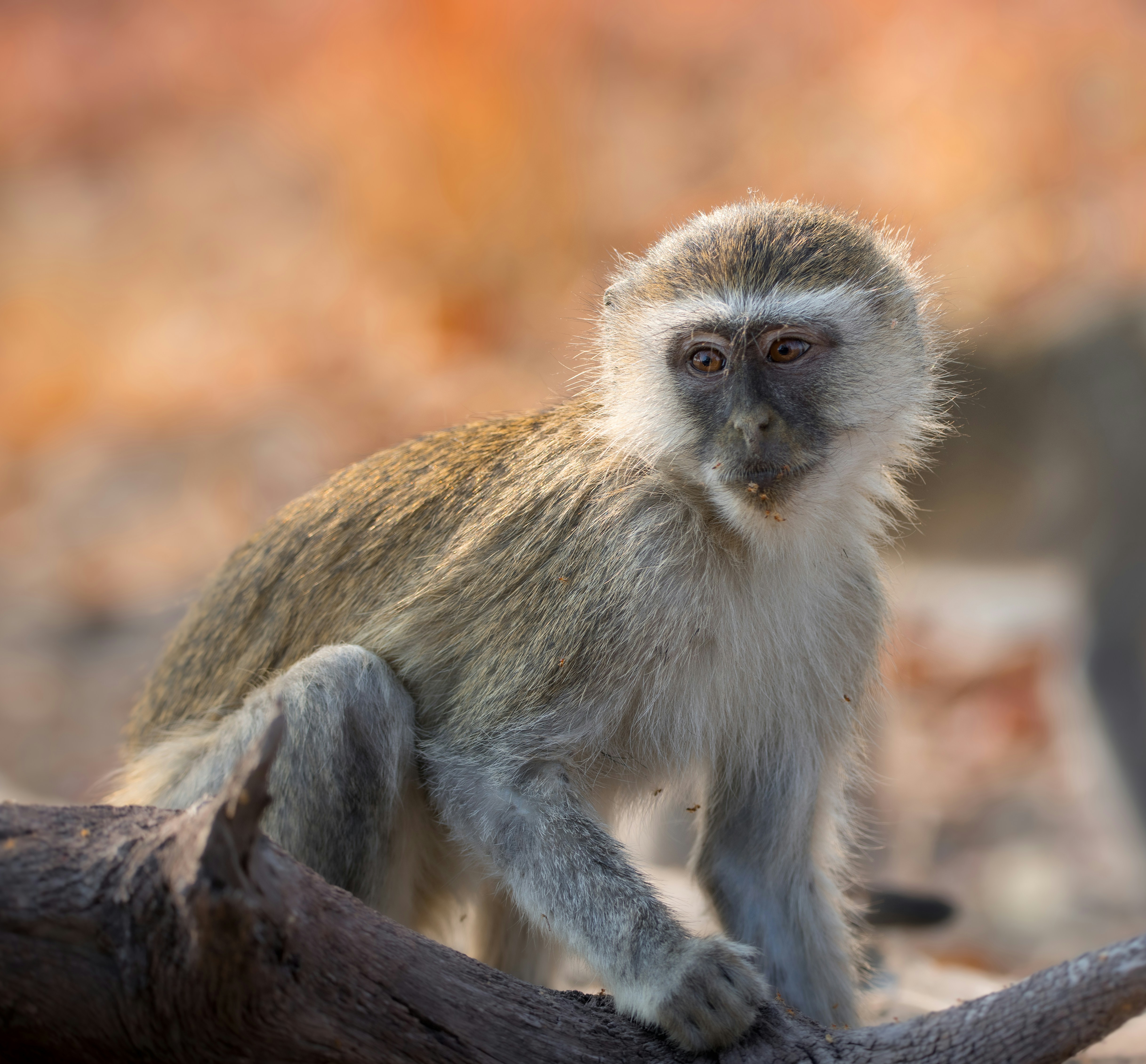 Photo by ajeetpanesarphotography