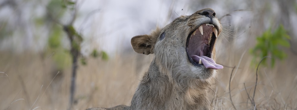 a hyena with its mouth open