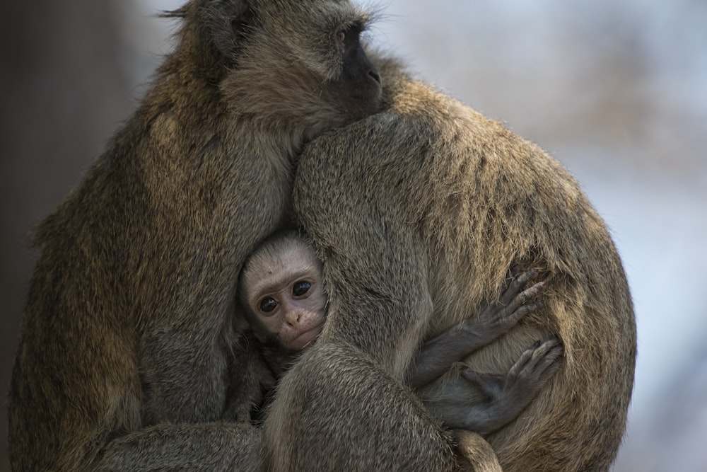 a group of monkeys