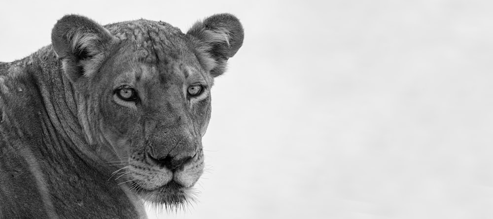 a close up of a lion