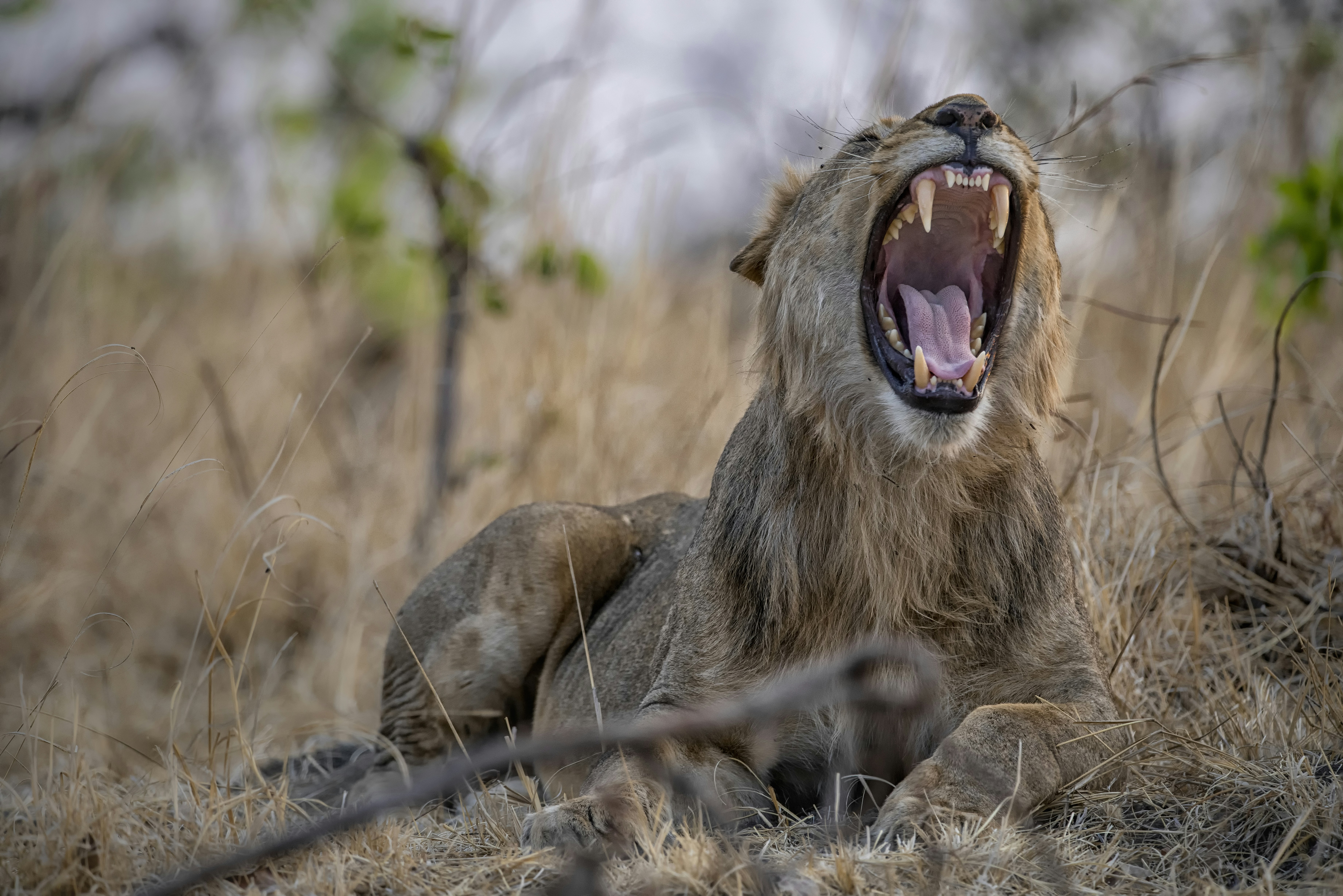 Roaring Duets: Voices in Harmony (image credits: unsplash)