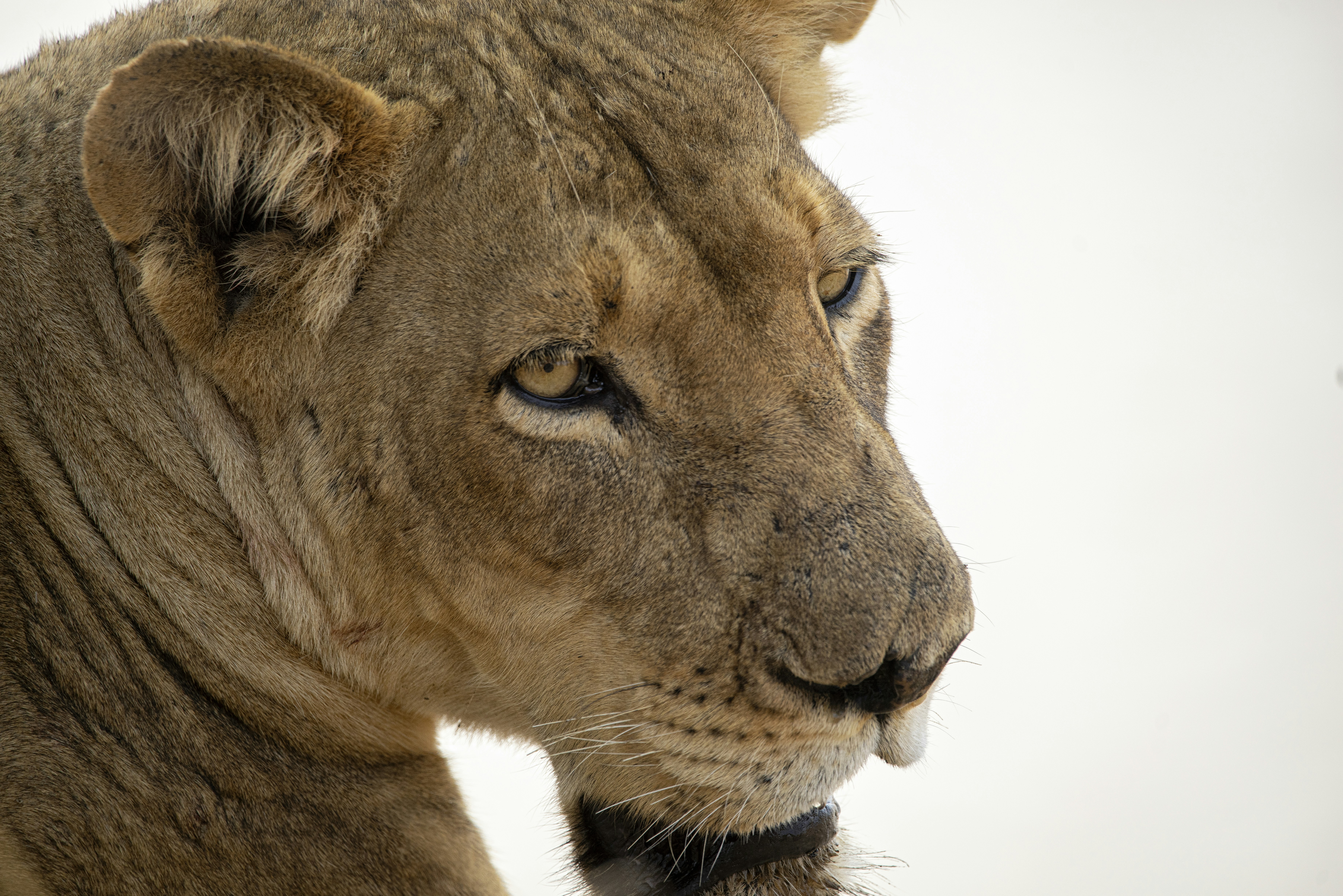 a lion looking at the camera