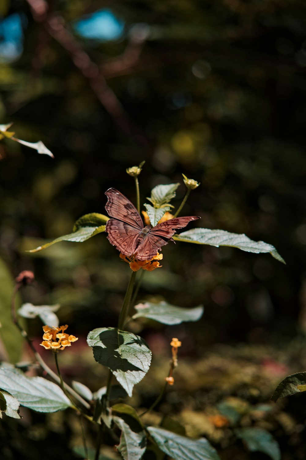 a butterfly on a flower