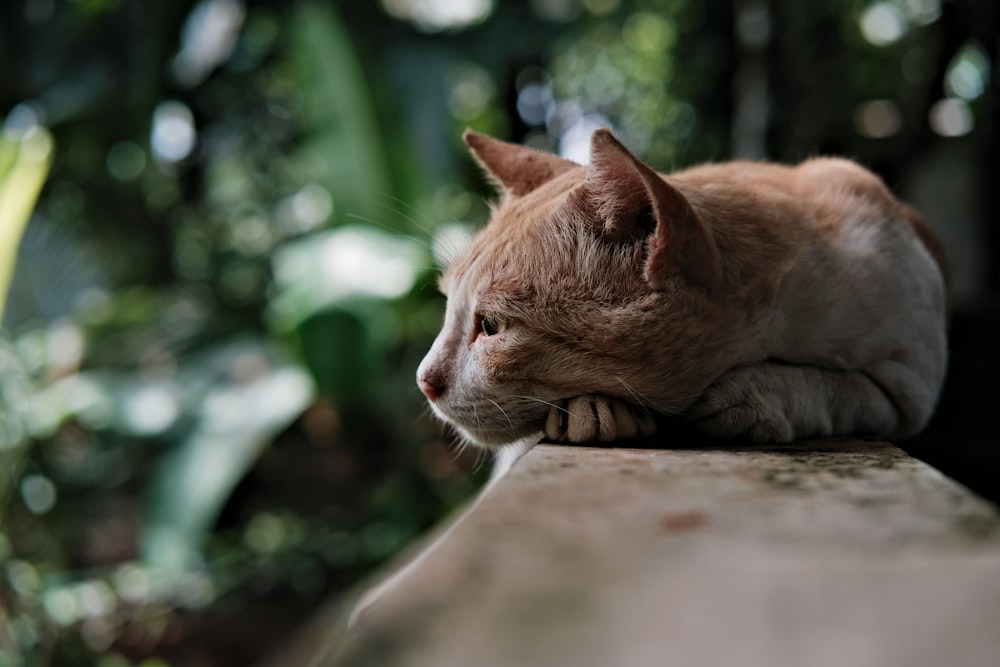 a cat lying on a ledge