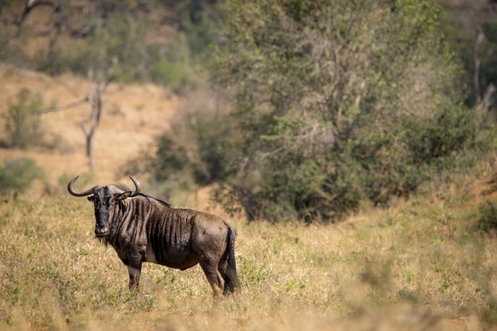 a horned animal in a field