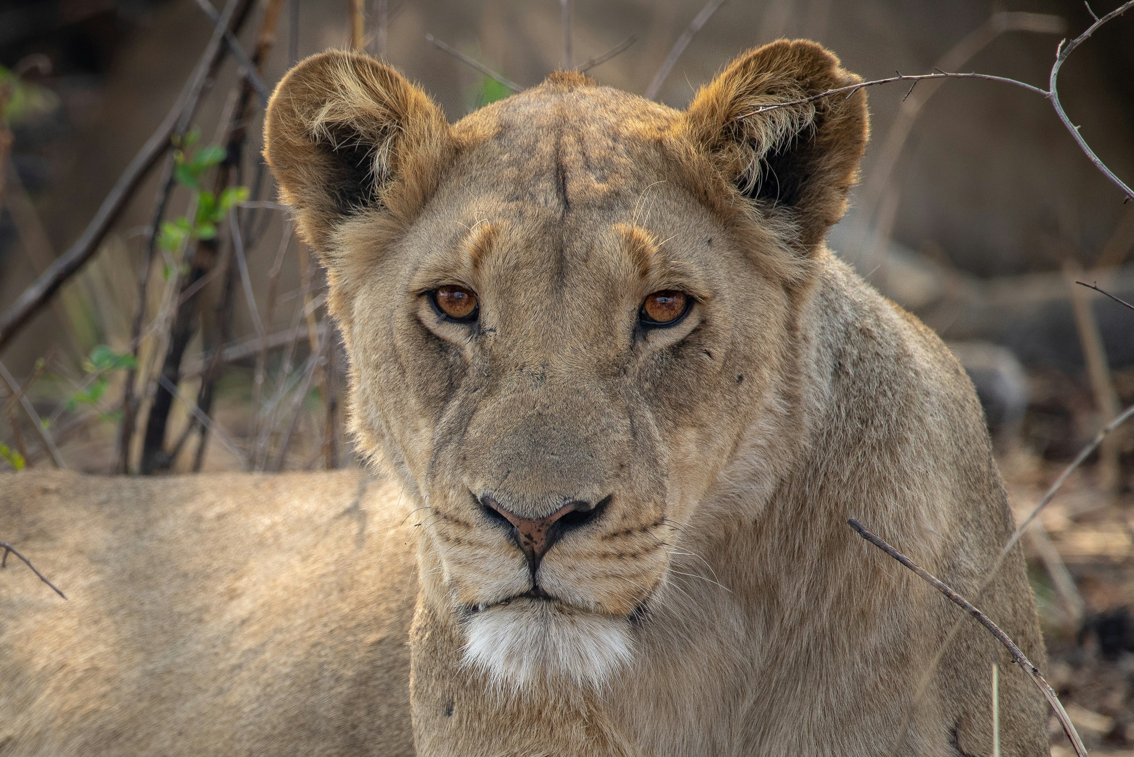 Lionesses on the Hunt (image credits: unsplash)