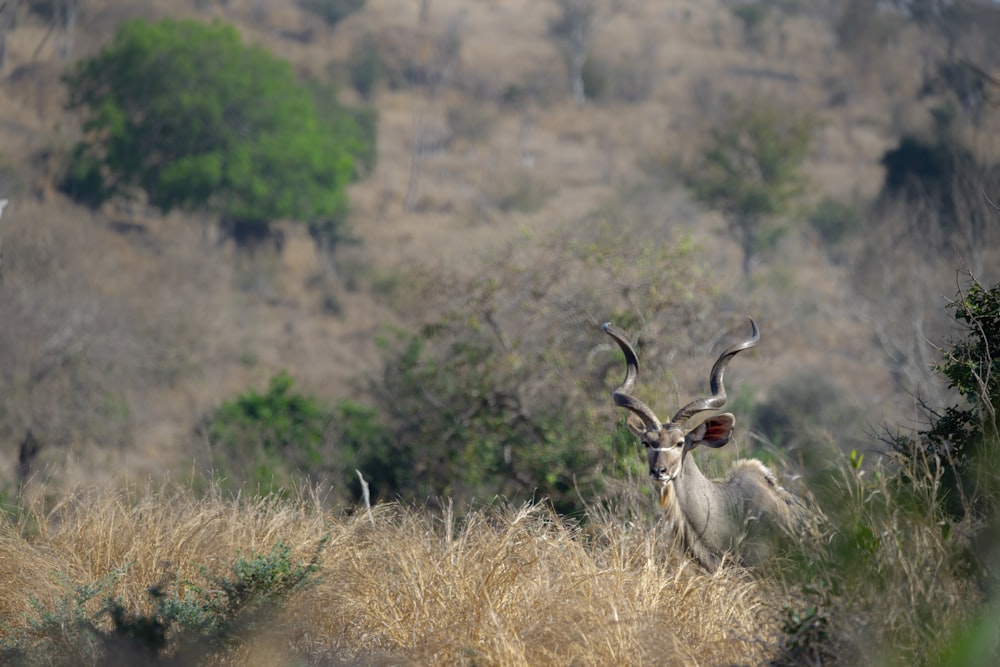 a horned animal in a field