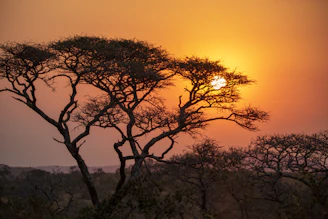 a tree with the sun behind it