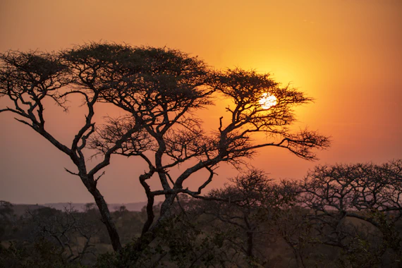a tree with the sun behind it