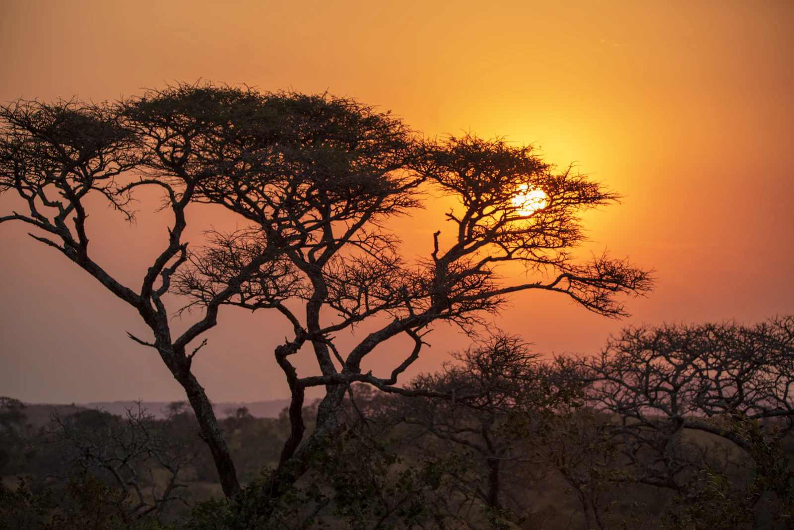Singita Castleton: An Exclusive-Use Homestead in the Sabi Sand