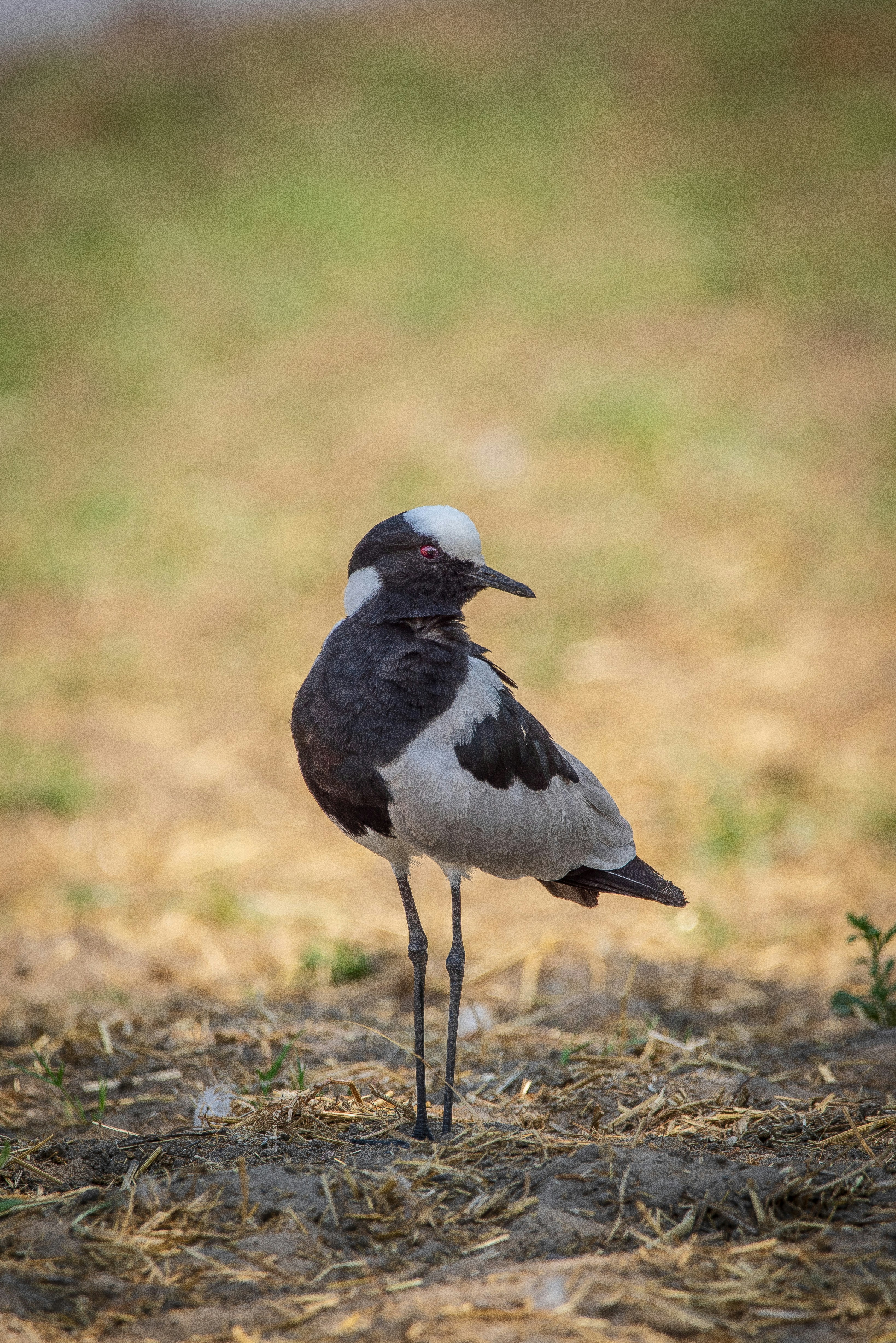 Photo by ajeetpanesarphotography