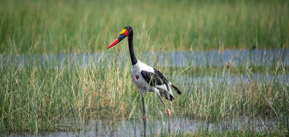 a bird standing in a marsh