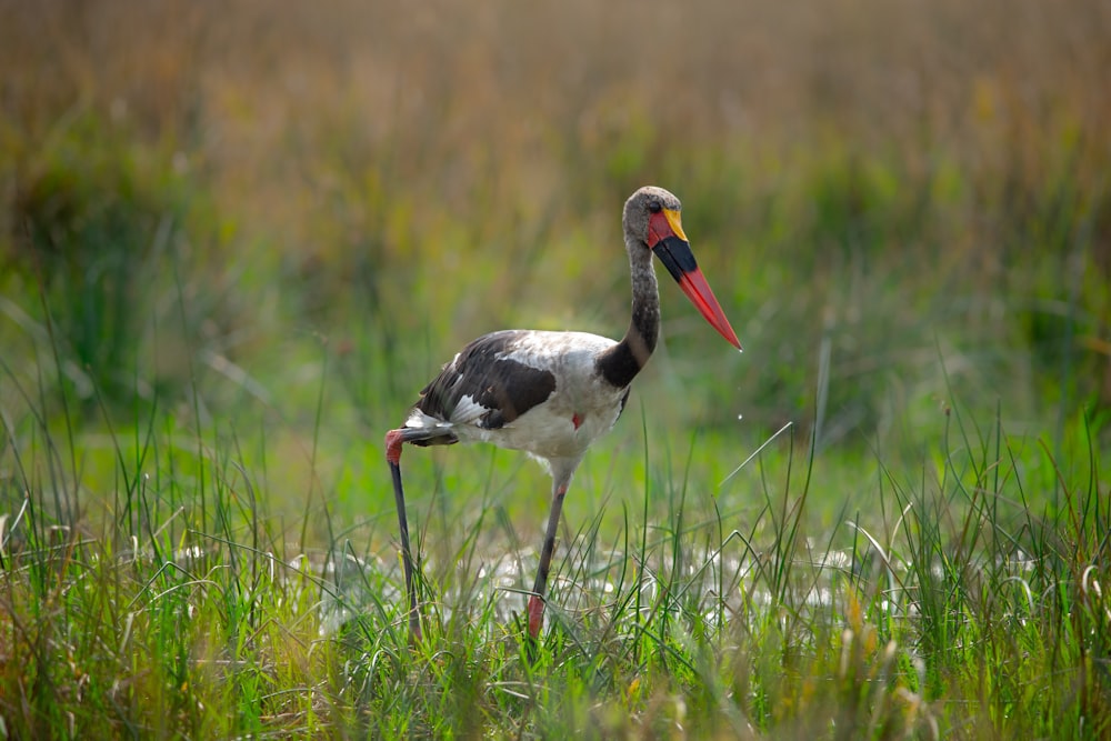 a bird with a long beak