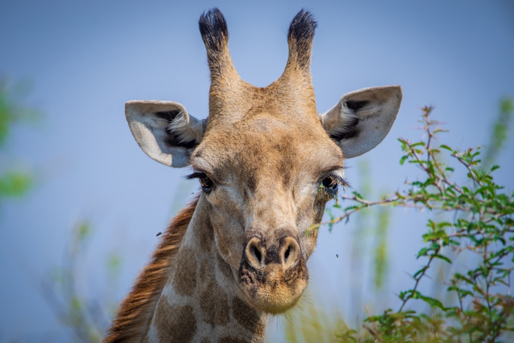 a giraffe with horns