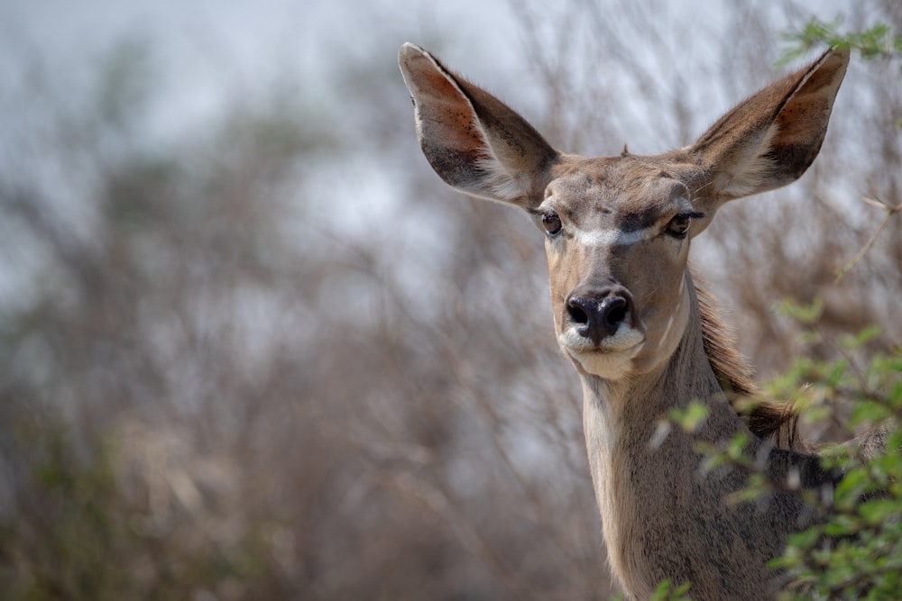 a deer looking at the camera