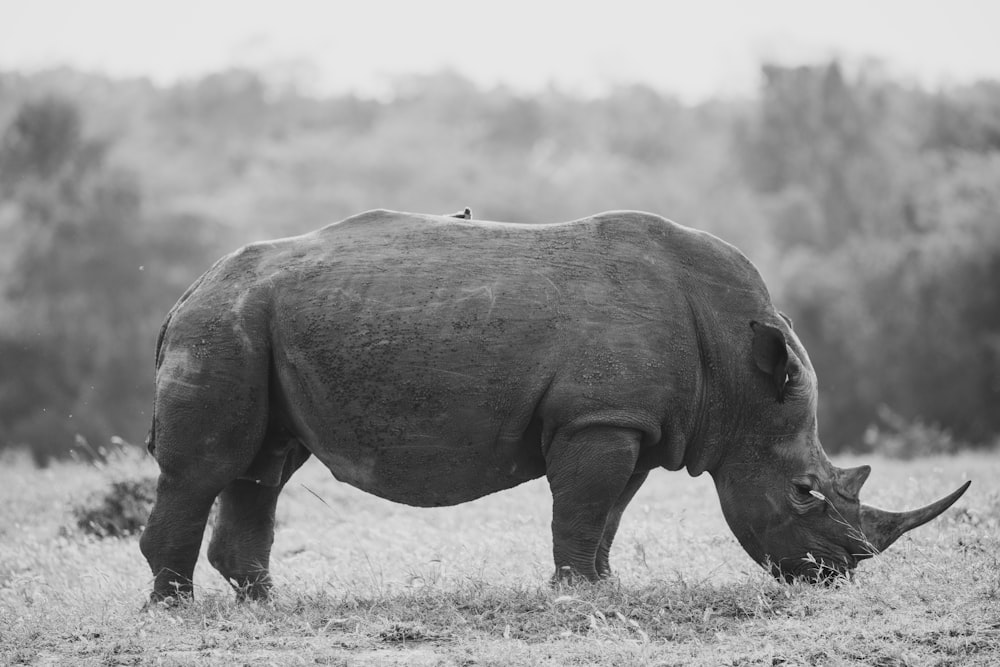 a rhinoceros in a field