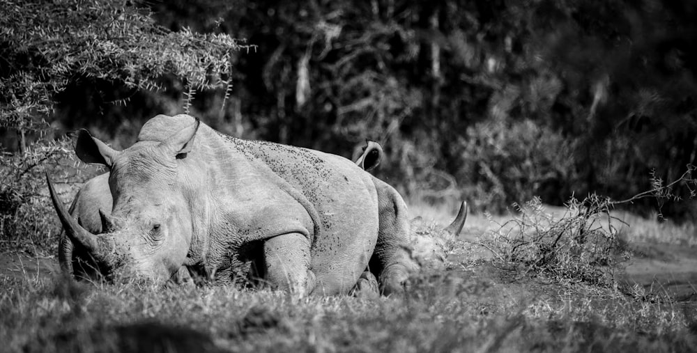 a rhinoceros in a field