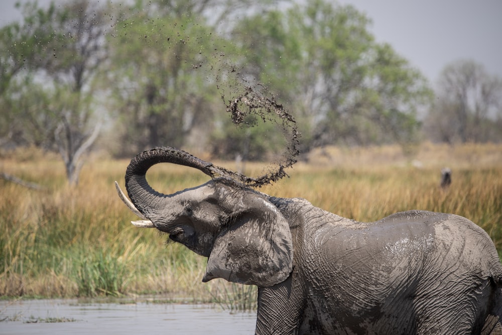 an elephant with its trunk up in the water