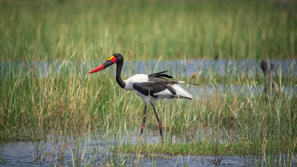 a bird standing in water