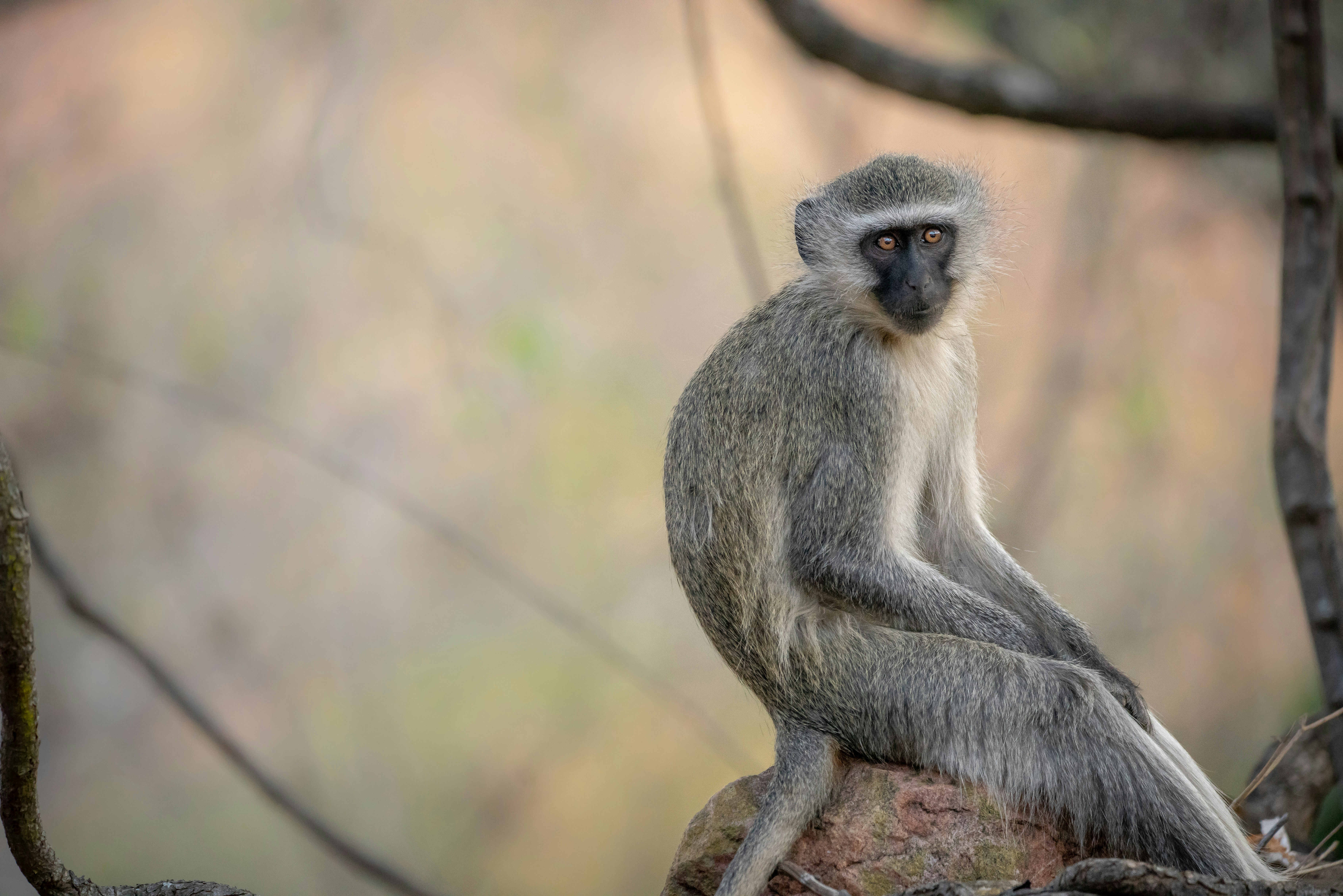 a small animal on a branch
