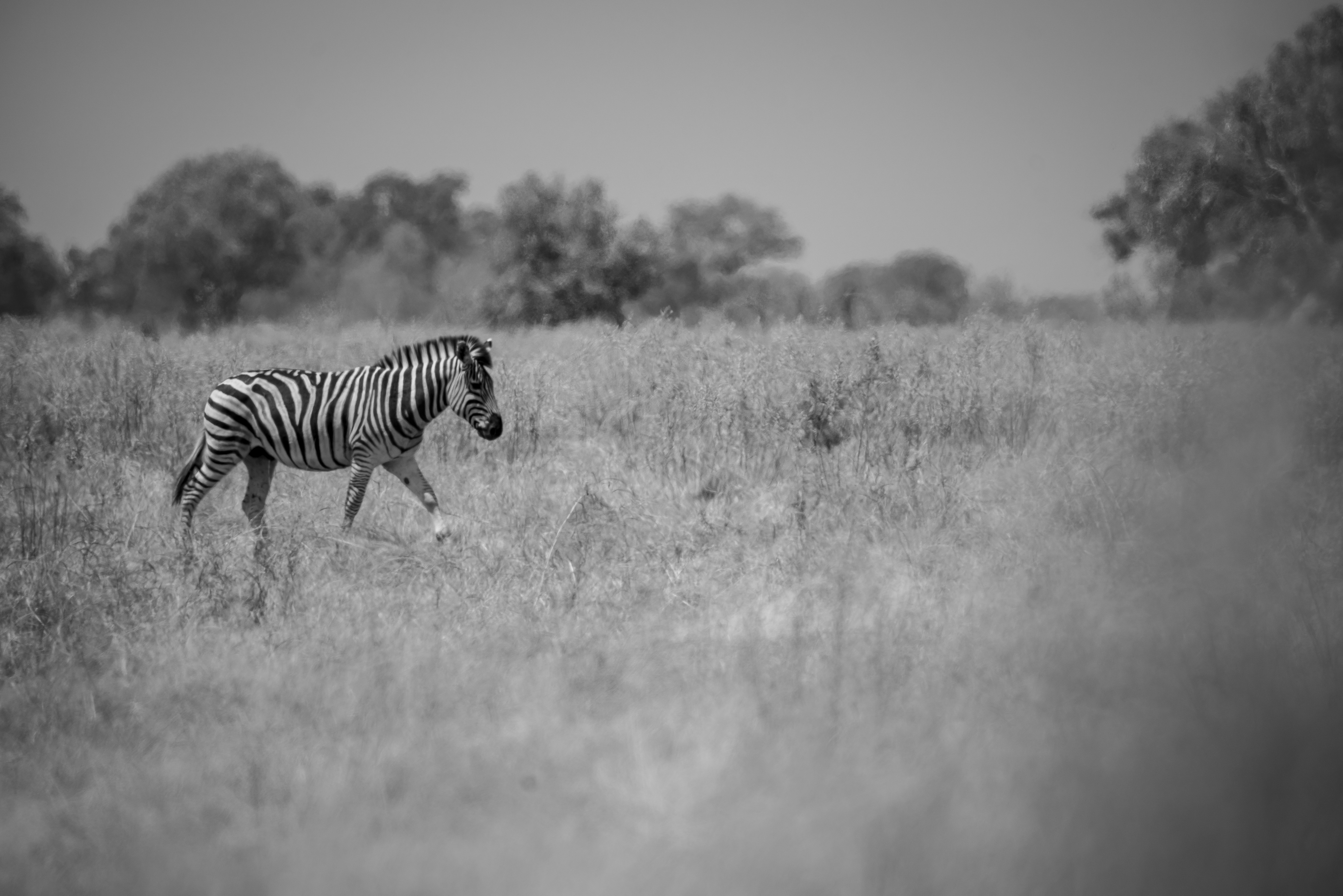 a zebra walking through a field