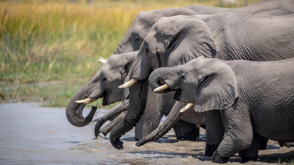 a group of elephants playing in the water
