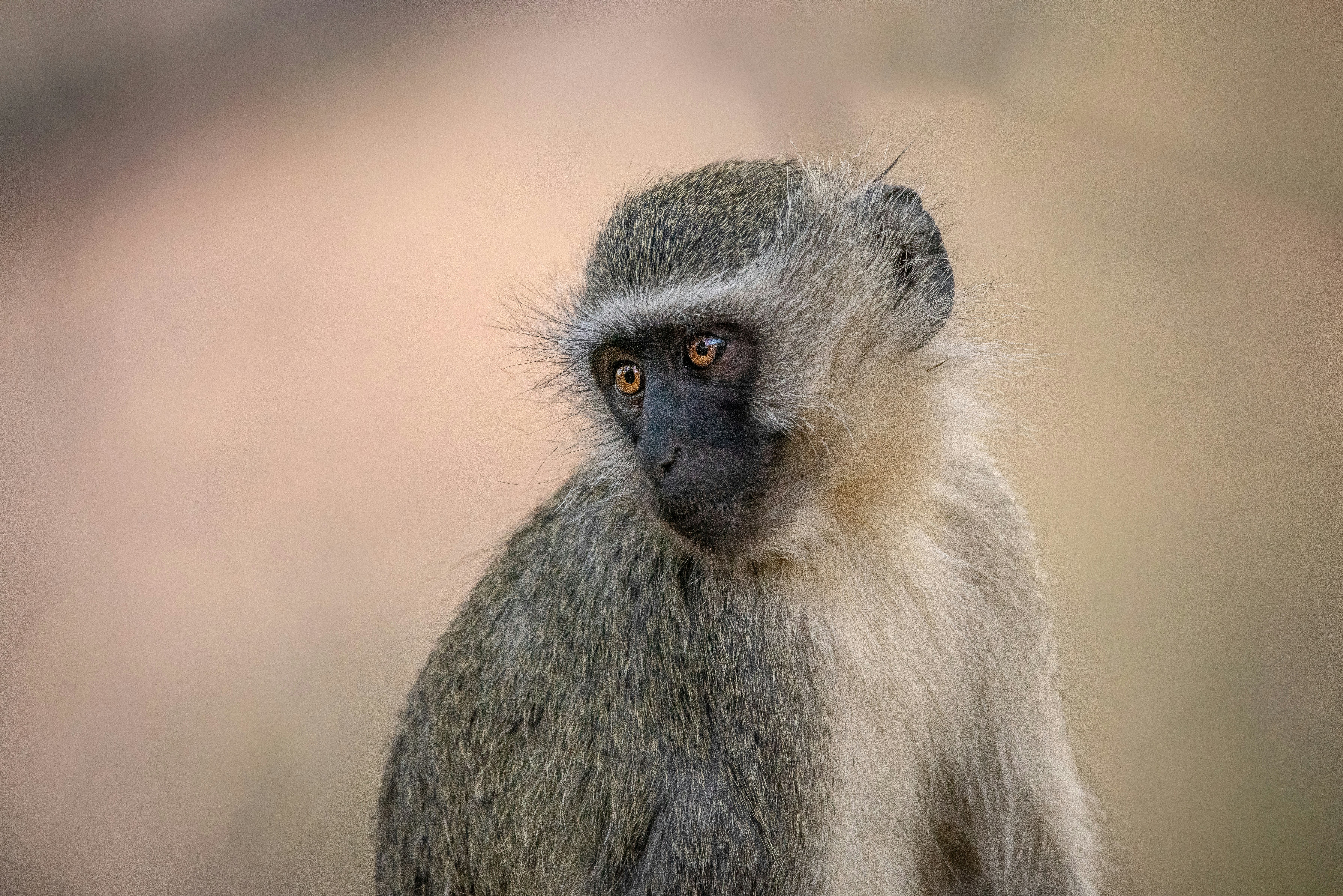 Photo by ajeetpanesarphotography