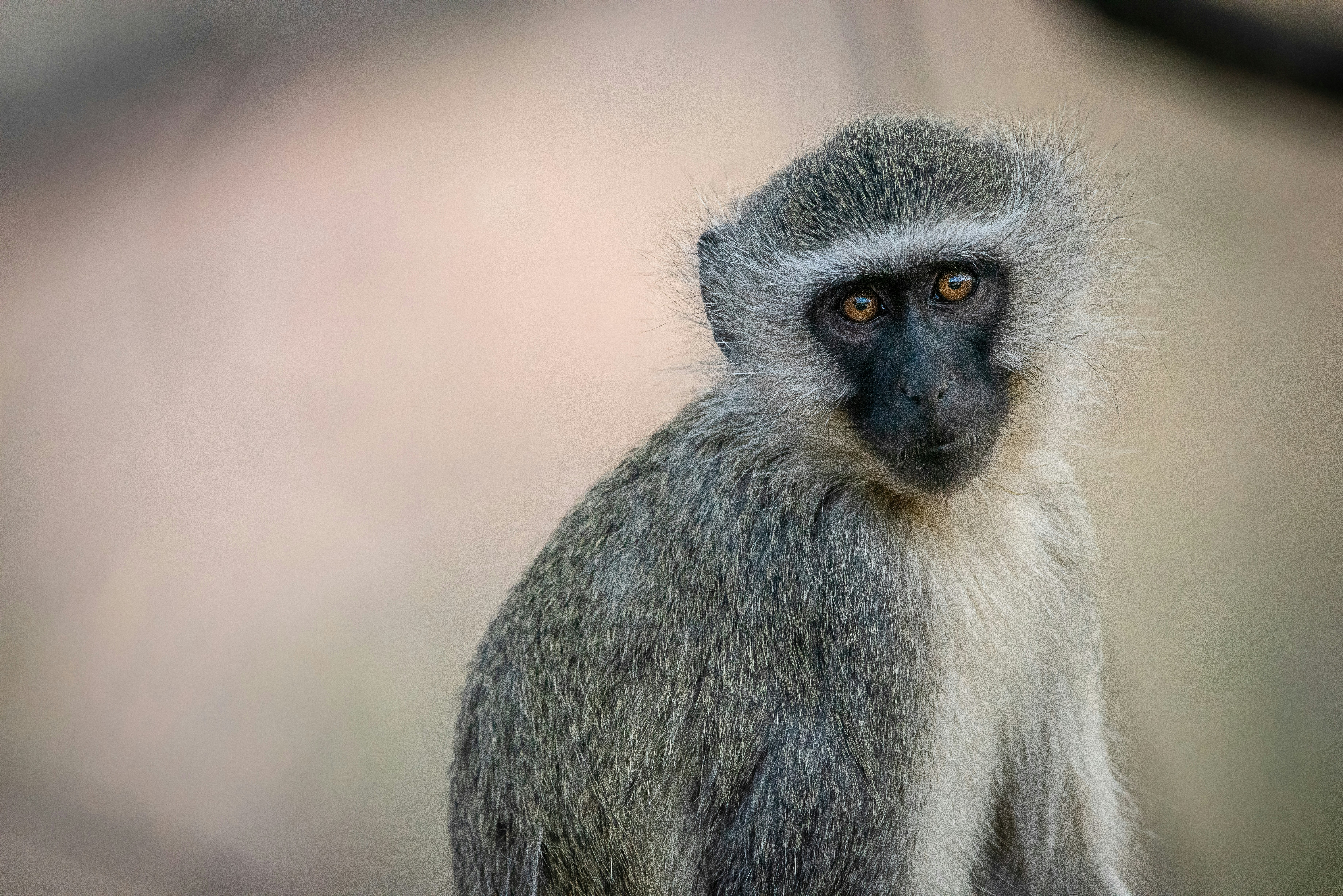 Photo by ajeetpanesarphotography