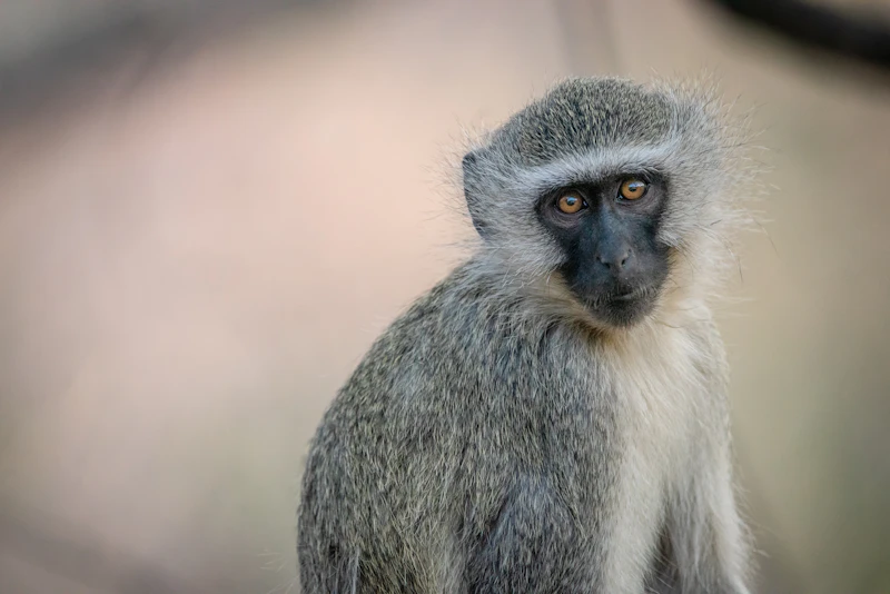 White-Faced Capuchin
