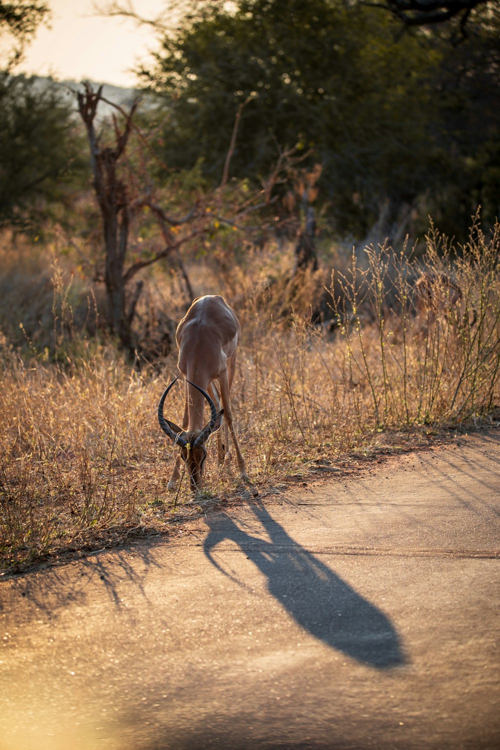 a kangaroo walking on a dirt road