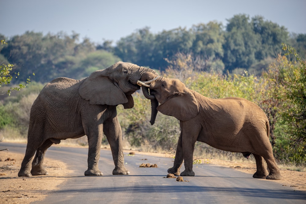 elephants playing with each other