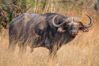 a buffalo in a field