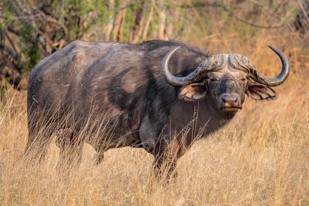 a buffalo in a field