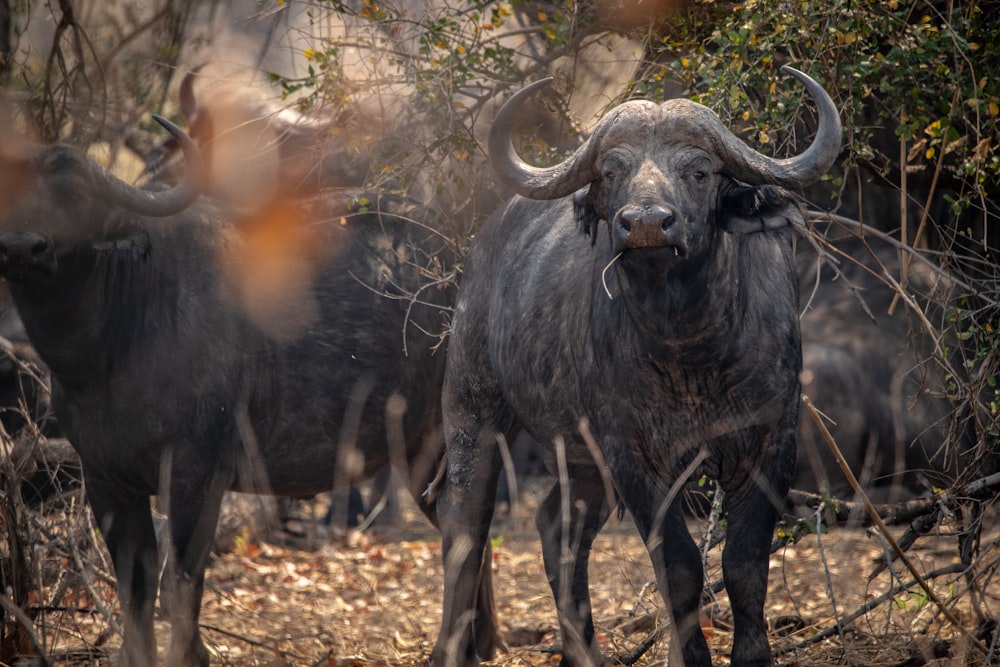 a group of animals with horns